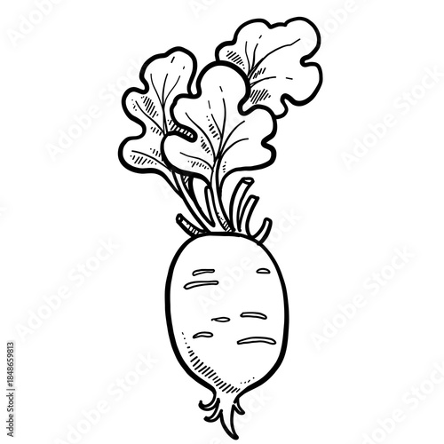 Ripe juicy radish root with tops linear drawing on white background
