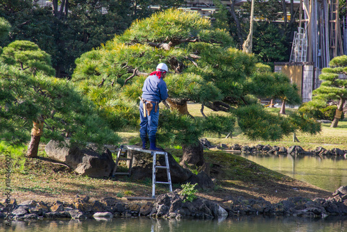 旧芝離宮恩賜庭園の松の剪定作業を行う庭師の風景