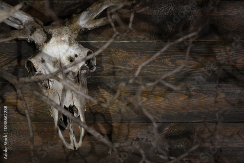 Deer skull with antlers mounted on dark wooden wall with branches creating shadows on rustic background.