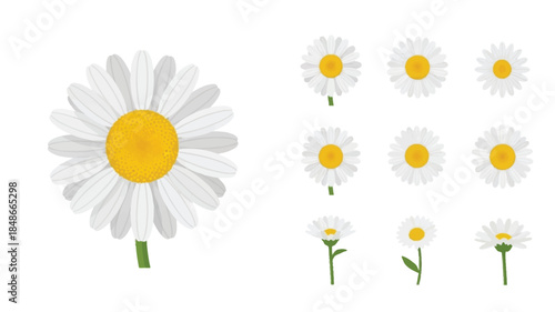 Collection of daisy flowers in various stages of bloom and growth