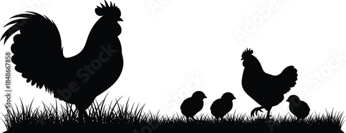 Rooster hen and chicks silhouette vector illustration, farm birds family on grass field, poultry agriculture animal silhouettes for organic farming