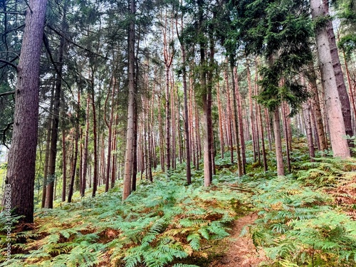 Pine trees with ferns below