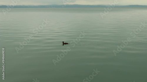 a duck on the german chiemsee lake 4k 25fps video