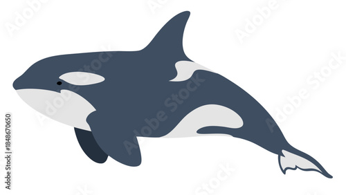 dolphin jumping isolated on white background