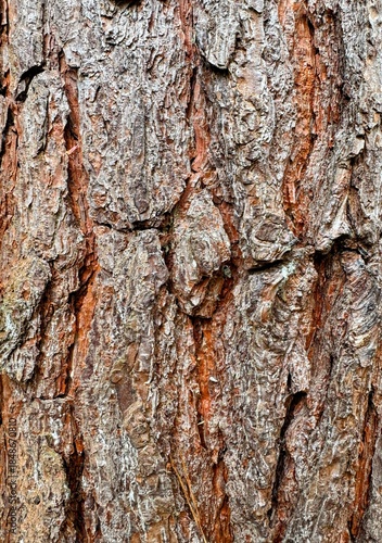Close up of tree bark