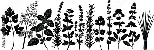 Herb silhouette collection, culinary and medicinal plants set, botanical leaves and stems, black illustrations isolated on white background vector design