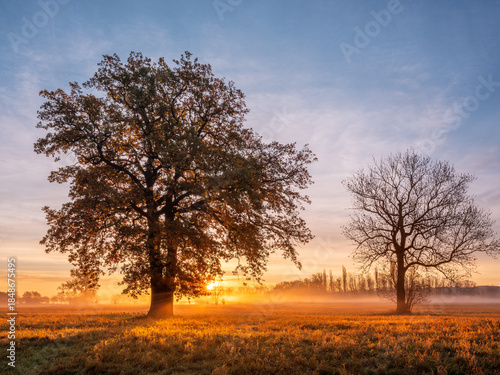 Oak Trees in Meadow at Sunrise in Autumn, Sunbeams breaking through Morning Fog