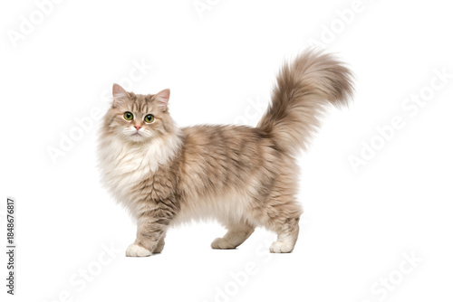Long-haired domestic cat standing gracefully, full body side view with fluffy tail raised. Elegant feline with soft beige and cream fur, expressive eyes, and calm alert posture. Isolated on a clean 