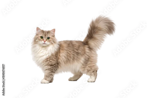 Fototapeta na wymiar Long-haired domestic cat standing gracefully, full body side view with fluffy tail raised. Elegant feline with soft beige and cream fur, expressive eyes, and calm alert posture. Isolated on a clean 