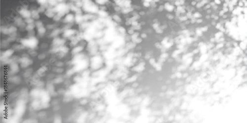 Gobo light effect with leaf shadows on white wall - natural sunlight pattern overlay. Tree foliage silhouette - dappled texture for studio background design with soft rays and bright reflections.