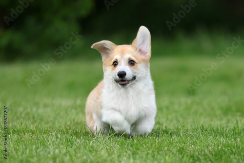 Cute little welsh corgi pembroke puppy in nature