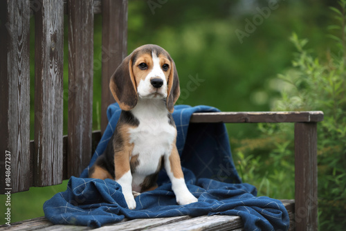 Cute little beagle puppy sitting on a bench