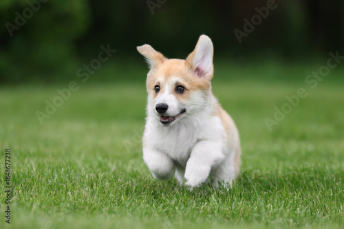 Cute little welsh corgi pembroke puppy in nature