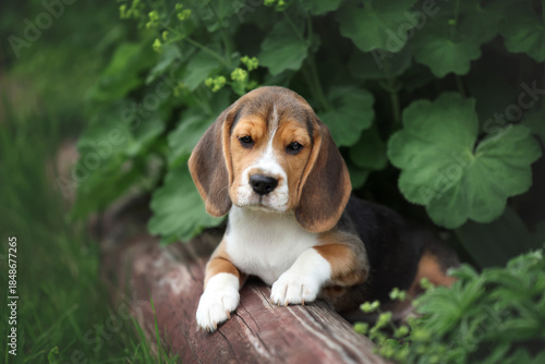 Cute little beagle puppy in nature