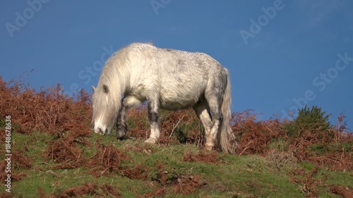 Wild pony on the Long Mynd in Shropshire, England