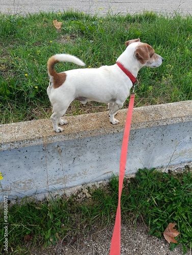 A Jack Russell dog with a red leash