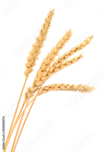 Bunch of golden wheat ears isolated on white background