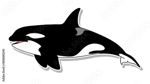 vector illustration of a dolphin