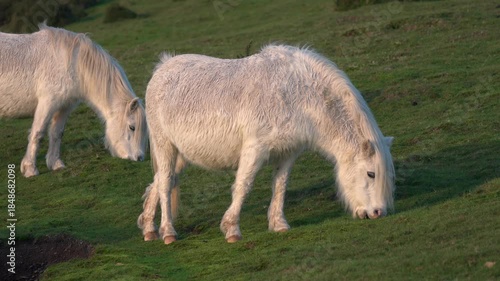 Wild pony on the Long Mynd in Shropshire, England