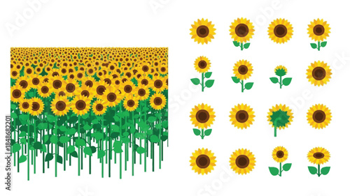 A vibrant display of sunflowers field and individual flower arrangements