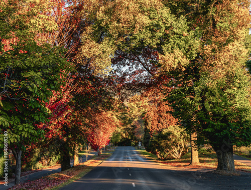 Picturesque autumn tree tunnel over a quiet street with vibrant fall foliage at dusk in Bright, Victoria, Australia