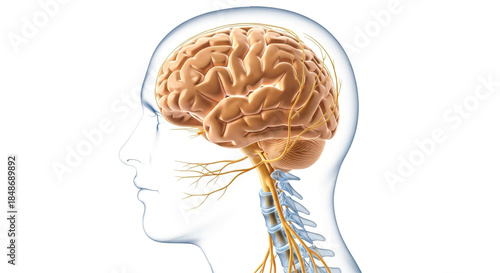 The human brain and nervous system inside a transparent male profile head.human brain and nervous system inside a transparent male profile head.
