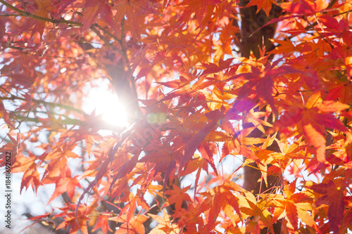 beautiful red autumn leave maple,