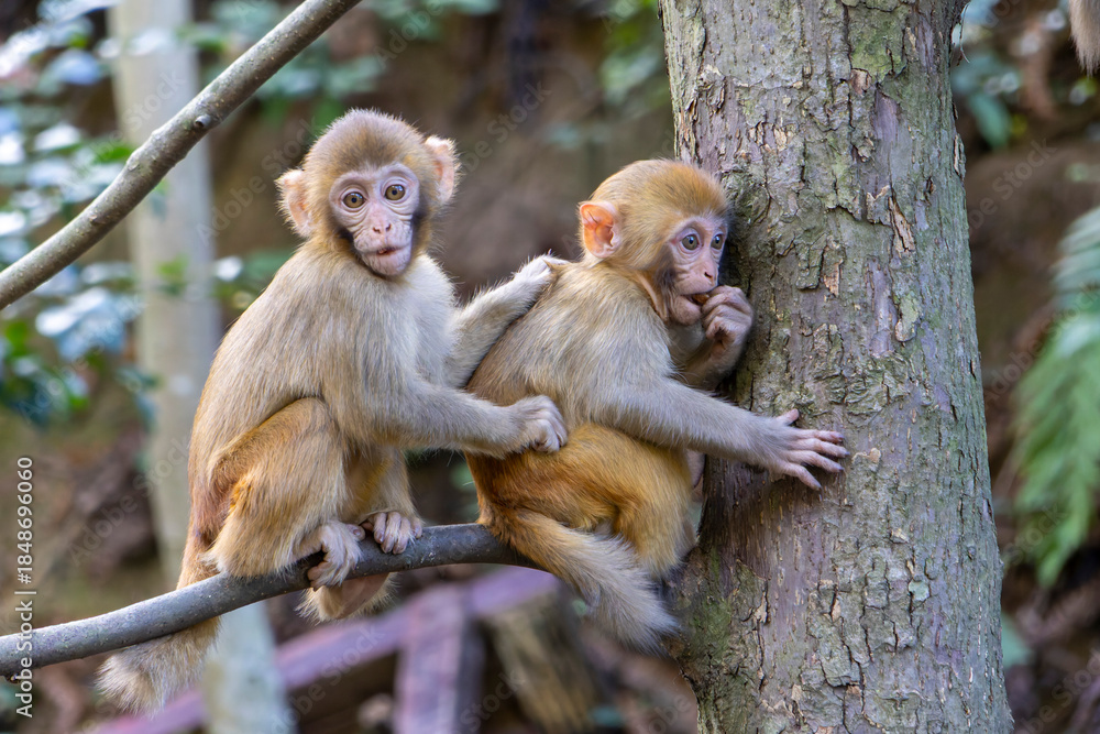 Fototapeta premium Monkey in the Tianzi Mountains (Avatars Mountains) in Zhangjiajie National Forest Park in Hunan, China.