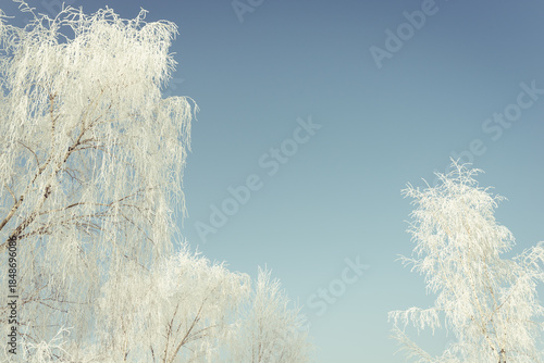 Minimalist winter scene with frost-covered birch trees reaching into a clear blue sky. Calm, cold atmosphere with copy space, ideal for seasonal, nature, climate, or background concepts
