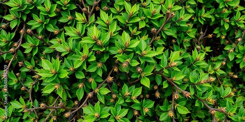Dense, thorny bush with vibrant green leaves and small, prickly branches,  autumn,  greenery
