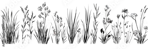 Hand drawn ink brush sketch of wild grass and flowers collection with detailed natural botanical elements isolated on white background in minimalist style vector illustration