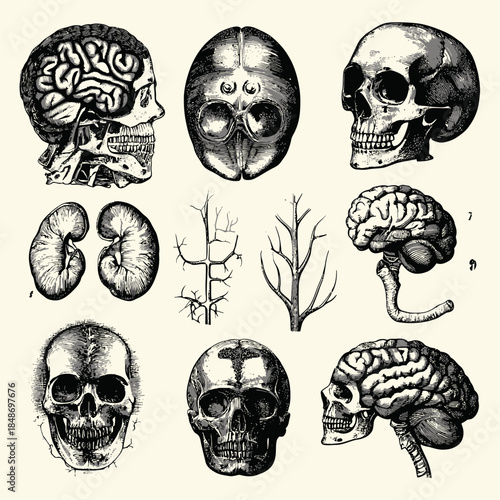 Detailed vintage anatomical illustration of human skulls, brains, kidneys, and nerve structures with halftone shading and engraving style elements for scientific study and education