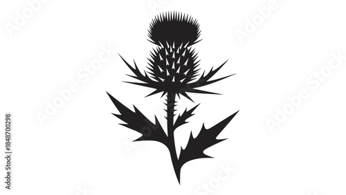 Silhouette of a Spiky Thistle Plant with Bold Branching and Sharp Leaves Emphasizing Botanical