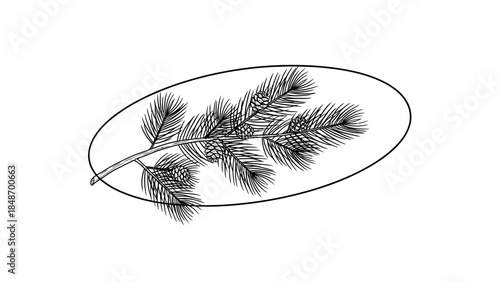 Minimalist black and white sketch of a pine branch with detailed needles and an oval outline for