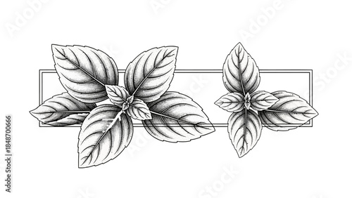 Detailed botanical illustration of verdant leaves and plant stems in monochrome