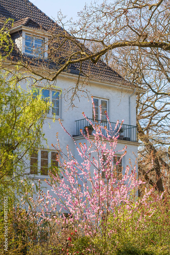 Wohngebäude und rosa Kirschblüten auf  Baumzweigen, Bremen,  Deutschland