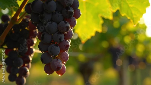 Close up of ripe grapes on vine at sunset