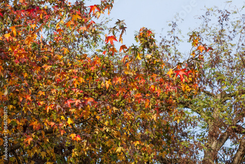 Bunt verfärbtes Herbstlaub an einem Ahornbaum, Deutschland