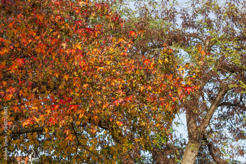 Bunt verfärbtes Herbstlaub an einem Ahornbaum, Deutschland