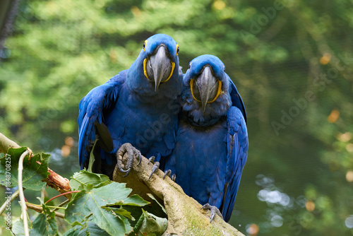 Zuneigung zwischen zwei Ara-Papageien