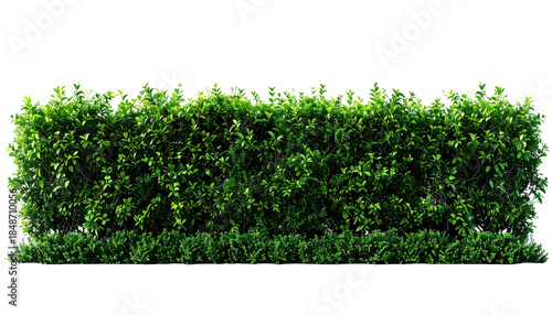 Lush green hedge wall stands against a black backdrop, densely packed with leaves and a neatly trimmed base