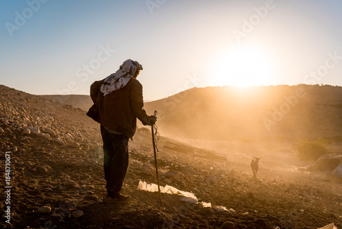 Old palestinian sheperd in wearing keffiyeh in the desert of the West Bank at sunset with a flock of sheeps, farming livestock