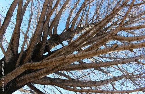 Wallpaper Mural  Leafless tree branches of gingko biloba against the blue sky in natural forest. Old bare gingko biloba tree in winter background. Torontodigital.ca