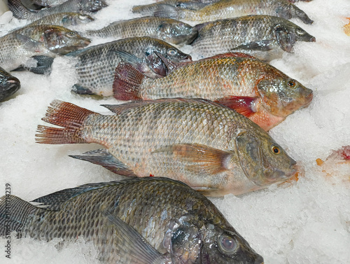 Fresh whole sea bream fish on crushed ice at seafood market counter. Raw dorado arranged in rows, top view. Healthy food, fishing industry, marine products, chilled seafood background.