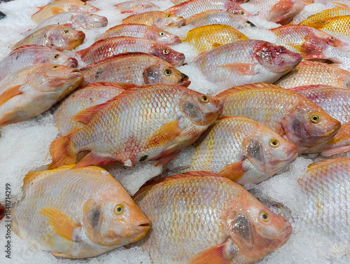 Fresh whole sea bream fish on crushed ice at seafood market counter. Raw dorado arranged in rows, top view. Healthy food, fishing industry, marine products, chilled seafood background.