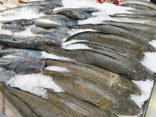Fresh whole sea bream fish on crushed ice at seafood market counter. Raw dorado arranged in rows, top view. Healthy food, fishing industry, marine products, chilled seafood background.
