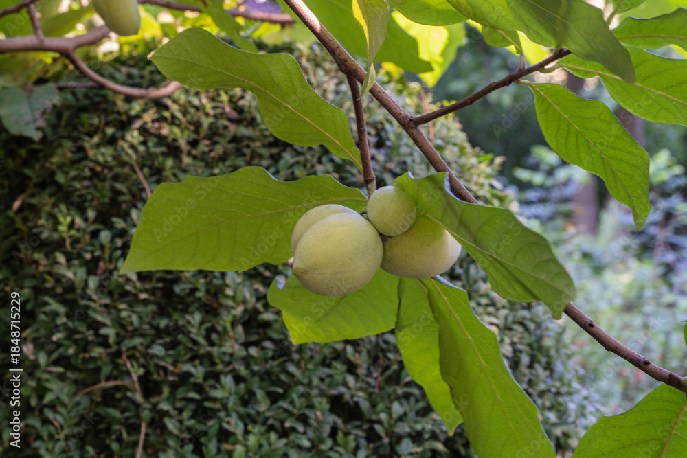 Obraz premium Three round, green fruits Asimina triloba or pawpaw hanging from tree branch, surrounded by large, glossy green leaves, with blurred green shrub in background.