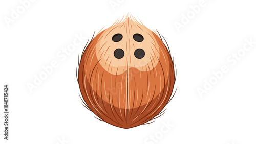 Illustration of a single nutmeg seed.