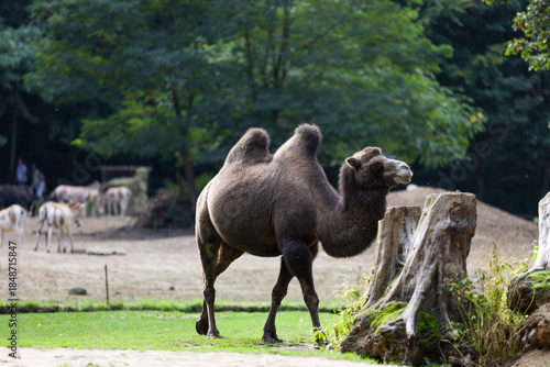 Принти на полотні Brown bactrian, double humped camel in zoo