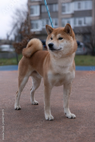 Shiba Inu Male Dog on the street